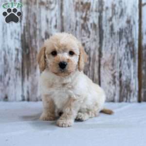 Hope, Mini Labradoodle Puppy